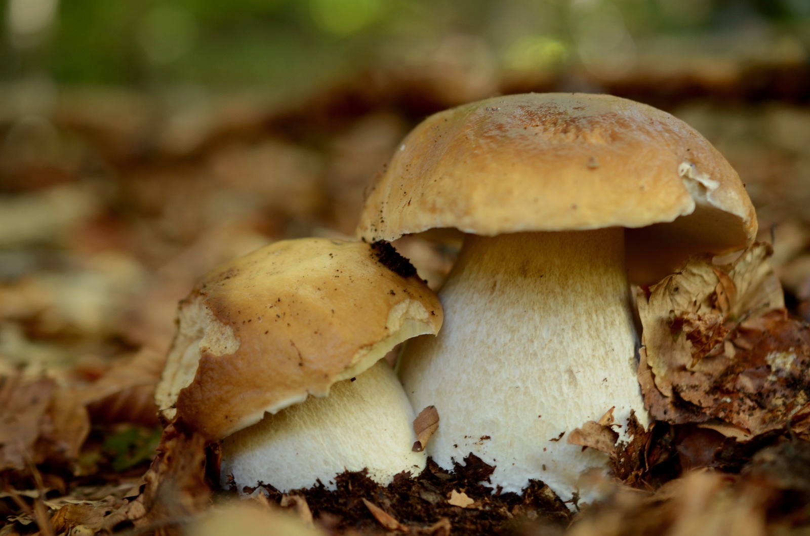 Funghi in mostra